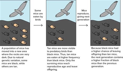  Elegant Defense: An Interpretation of Nature's Evolutionary Strategies for Survival. A Journey Through Evolution and Adaptation